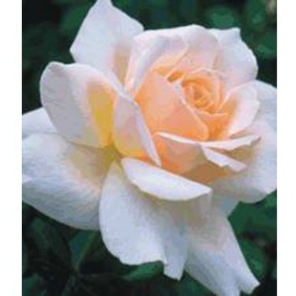 Rose Chandos Beauty 5Ldp Rose Chandos Beauty 5Ldp