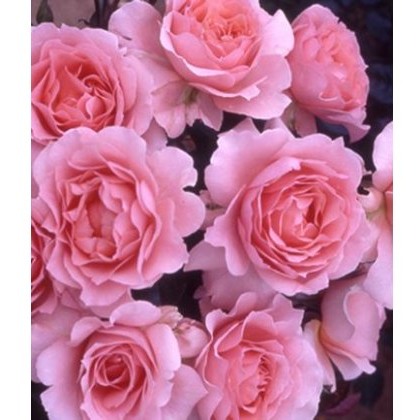 Rose LAimant 5Ldp Rose LAimant 5Ldp