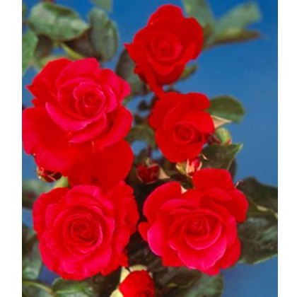 Rose Dizzy Heights 5Ldp Rose Dizzy Heights 5Ldp