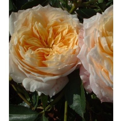 Rose Ginger Syllabub 5Ldp Rose Ginger Syllabub 5Ldp