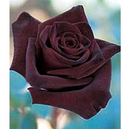 Rose Black Baccara 5Ldp Rose Black Baccara 5Ldp
