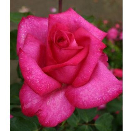 Rose Buxom Beauty 5Ldp Rose Buxom Beauty 5Ldp