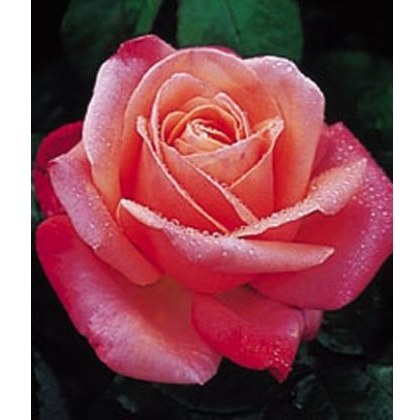 Rose Silver Jubilee 5Ldp Rose Silver Jubilee 5Ldp