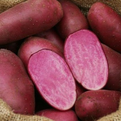 SEED POTATO - MAIN CROP Heidi Red - 6 Tubers SEED POTATO - MAIN CROP Heidi Red - 6 Tubers