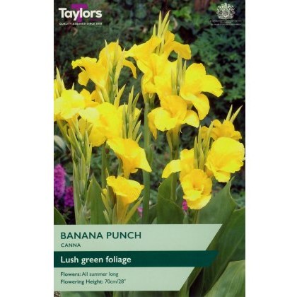 TAYLORS Canna Banana Punch