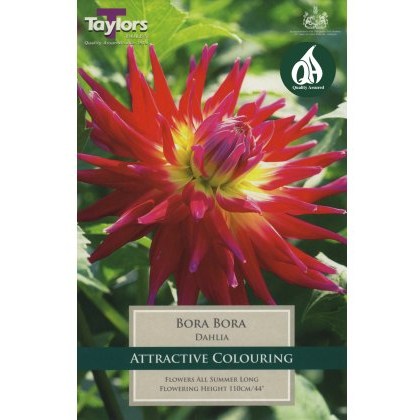 TAYLORS Dahlia Bora Bora