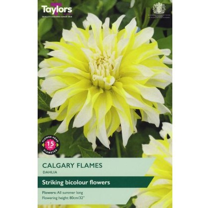 TAYLORS Dahlia Calgary Flames