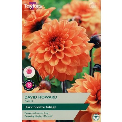 TAYLORS Dahlia David Howard