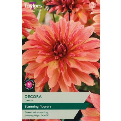 TAYLORS Dahlia Decora