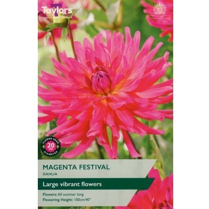 TAYLORS Dahlia Magenta Festival