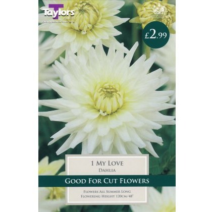 TAYLORS Dahlia My Love