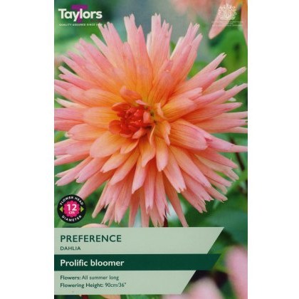 TAYLORS Dahlia Preference