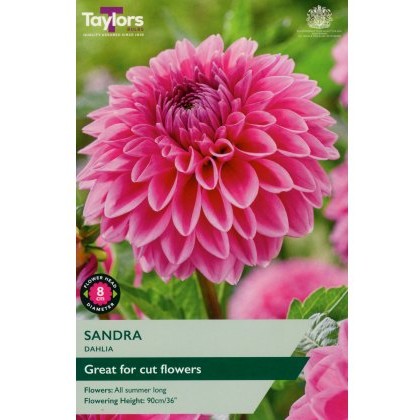 TAYLORS Dahlia Sandra