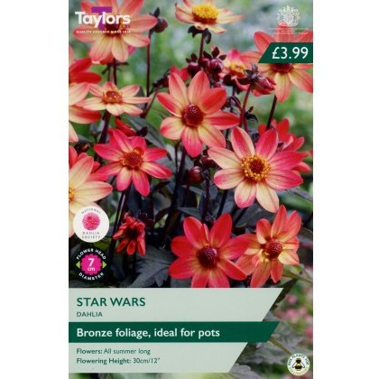 TAYLORS Dahlia Star Wars