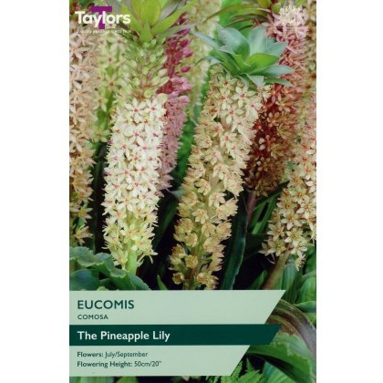 TAYLORS Eucomis Comosa