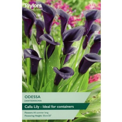 TAYLORS Zantedeschia Odessa