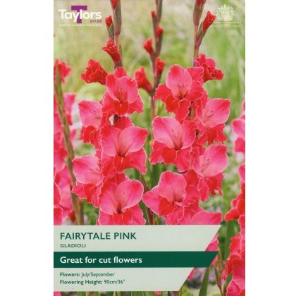TAYLORS Gladioli Fairytale Pink