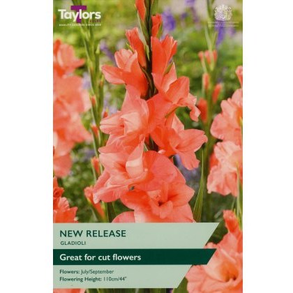 TAYLORS Gladioli New Release