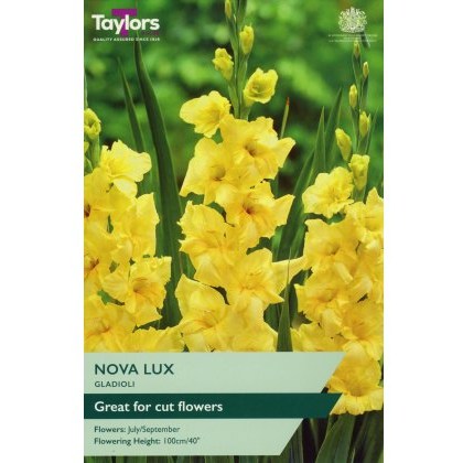 TAYLORS Gladioli Nova Lux