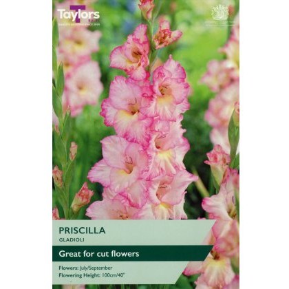 TAYLORS Gladioli Priscilla