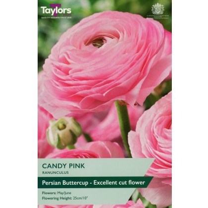 TAYLORS Ranunculus Candy Pink