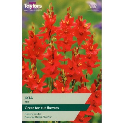 TAYLORS Ixia Red