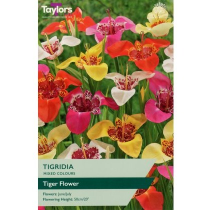 TAYLORS Tigridia (Tiger Flower)