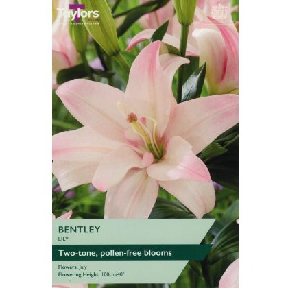 TAYLORS Lily Bentley