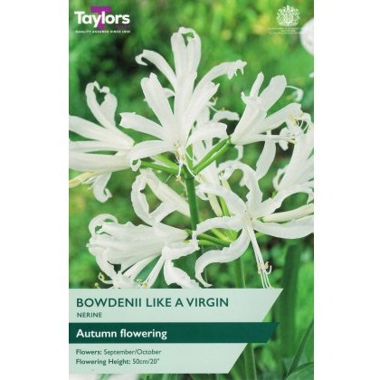TAYLORS Nerine Bowdenii Like A Virgin