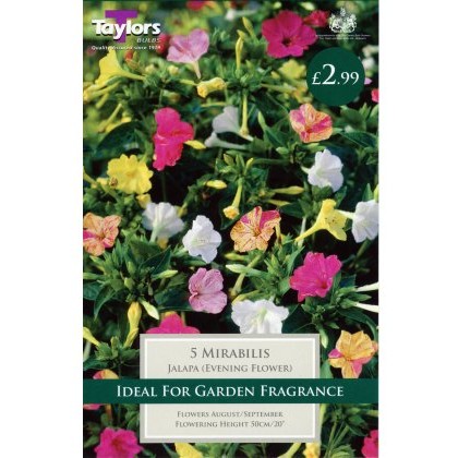 TAYLORS Mirabilis Jalapa (Evening Flower)