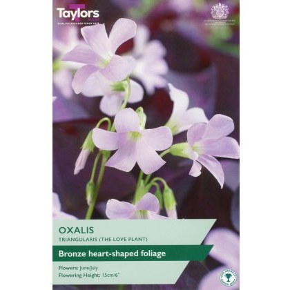 TAYLORS Oxalis Triangularis (The Love Plant)
