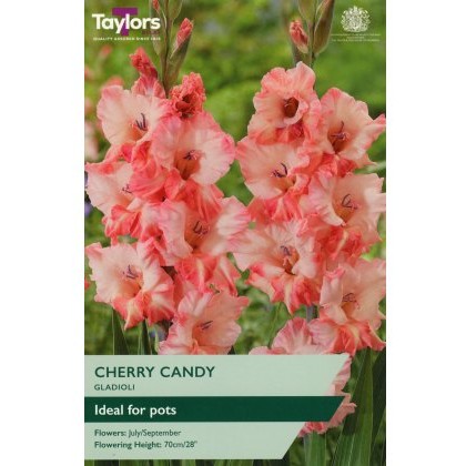 TAYLORS Gladioli Cherry Candy