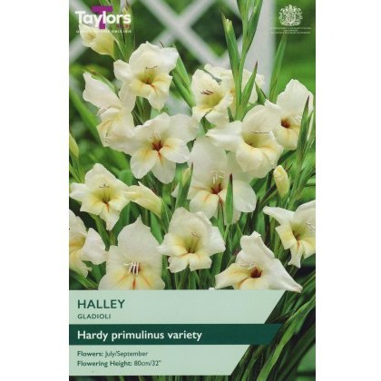 TAYLORS Gladioli Halley