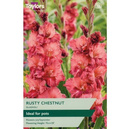 TAYLORS Gladioli Rusty Chestnut