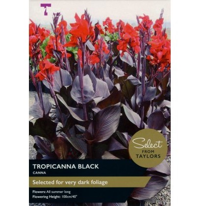 TAYLORS Canna Tropicanna Black - Special Edition