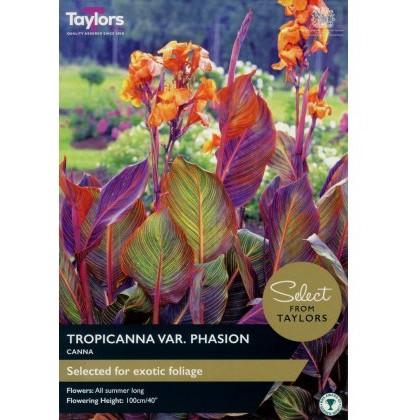 TAYLORS Canna Tropicanna - Special Edition