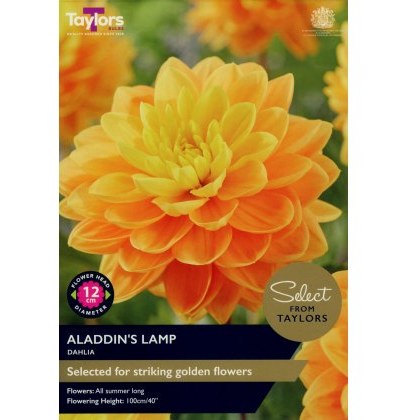 TAYLORS Dahlia Aladdins Lamp - Special Edition