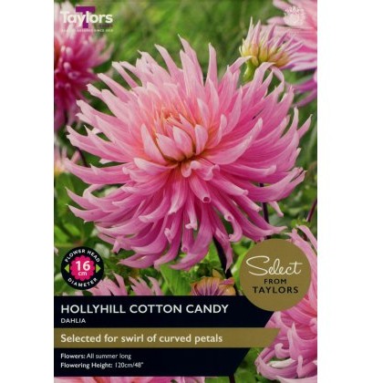 TAYLORS Dahlia Hollyhill Cotton Candy - Special Edition
