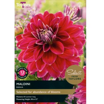 TAYLORS Dahlia Maldini - Special Edition