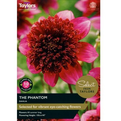 TAYLORS Dahlia The Phantom - Special Edition