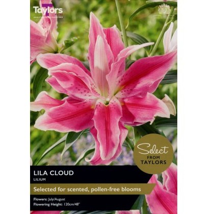 TAYLORS Lily Lila Cloud - Special Edition
