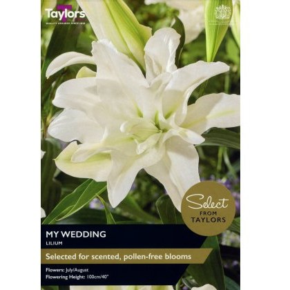 TAYLORS Lily My Wedding - Special Edition