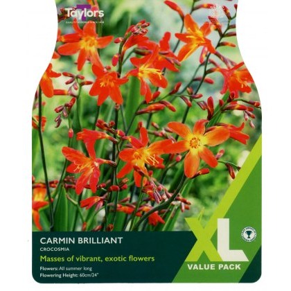 TAYLORS Crocosmia Carmin Brilliant XL Value