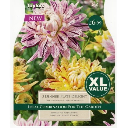 TAYLORS Dahlia Dinnerplate Delight XL Value