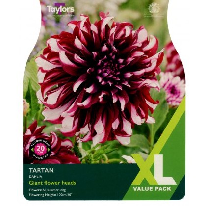 TAYLORS Dahlia Tartan XL Value