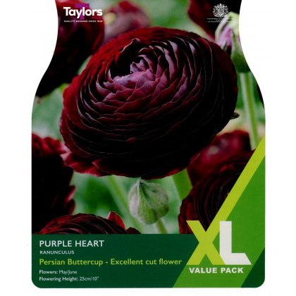TAYLORS Ranunculus Purple Heart XL Value