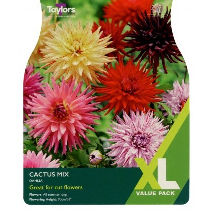 TAYLORS Dahlia Cactus Mixed XL Value