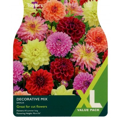 TAYLORS Dahlia Decorative Mixed XL Value