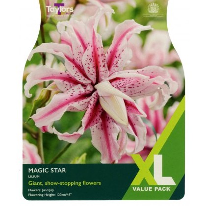 TAYLORS Lily Magic Star XL Value
