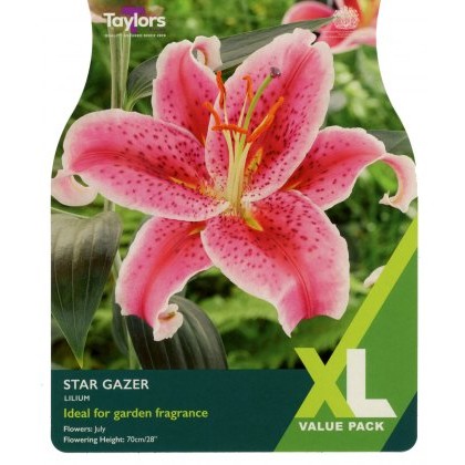 TAYLORS Lilium Stargazer XL Value